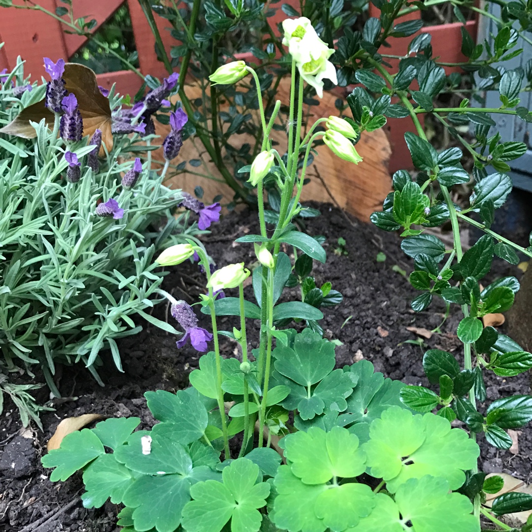 Columbine Winky White (Winky Series) in the GardenTags plant encyclopedia