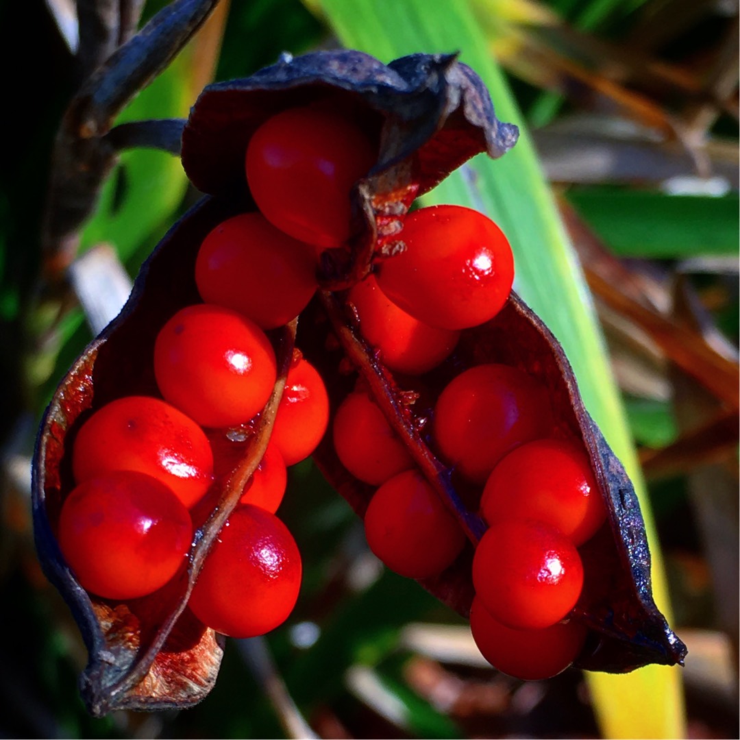 Stinking Iris in the GardenTags plant encyclopedia