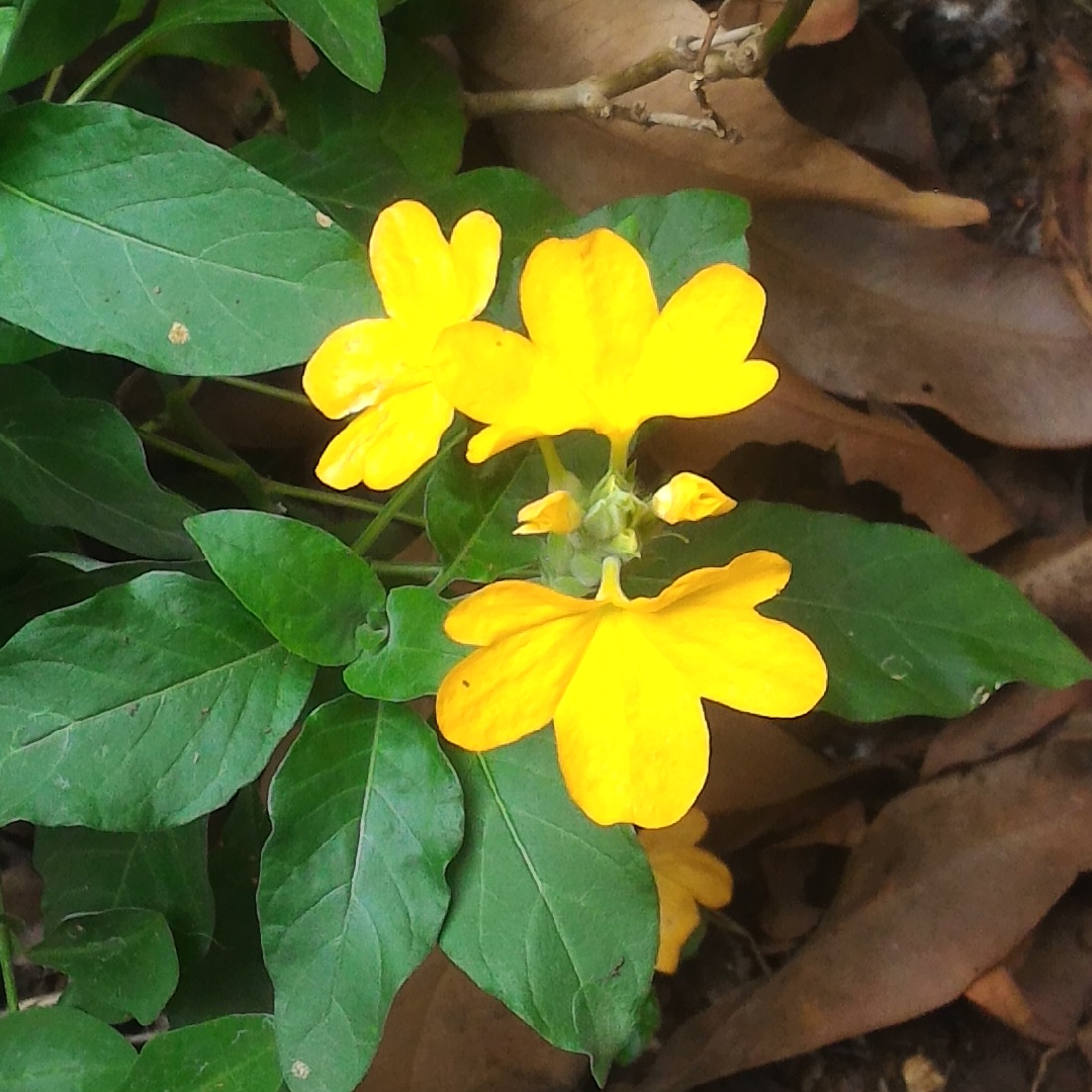 Firecracker Flower Yellow Splash in the GardenTags plant encyclopedia