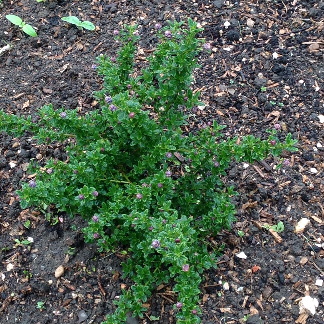 Californian lilac Blue Mound in the GardenTags plant encyclopedia