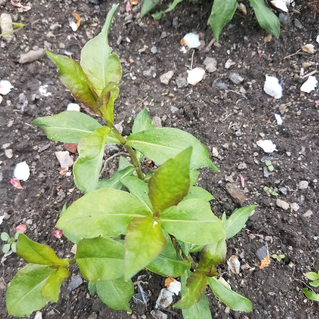 Phlox Blue Boy in the GardenTags plant encyclopedia