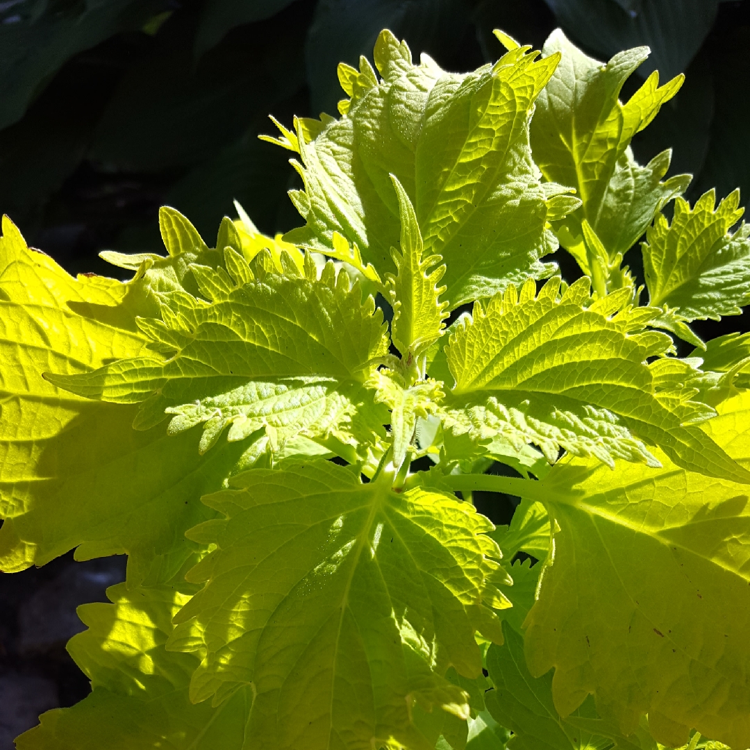 Coleus Wasabi in the GardenTags plant encyclopedia