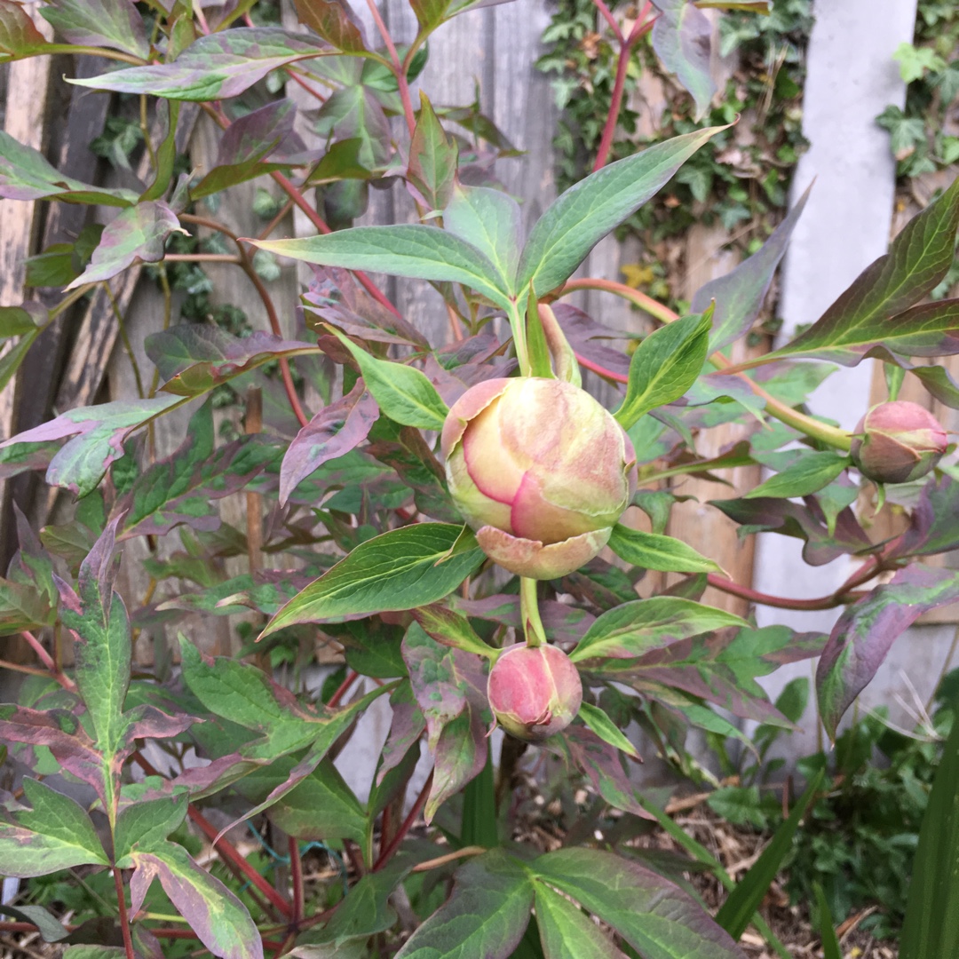 Tree Peony Souvenir de Maxime Cornu in the GardenTags plant encyclopedia