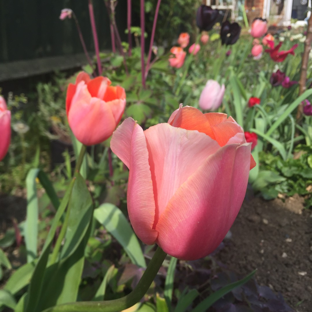 Tulip Jimmy (Triumph) in the GardenTags plant encyclopedia