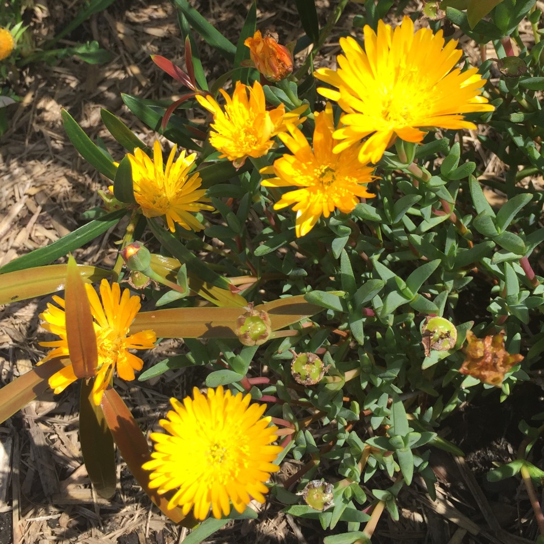 Mesembryanthemum Yellow in the GardenTags plant encyclopedia