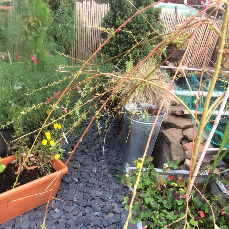 Weeping Willow in the GardenTags plant encyclopedia