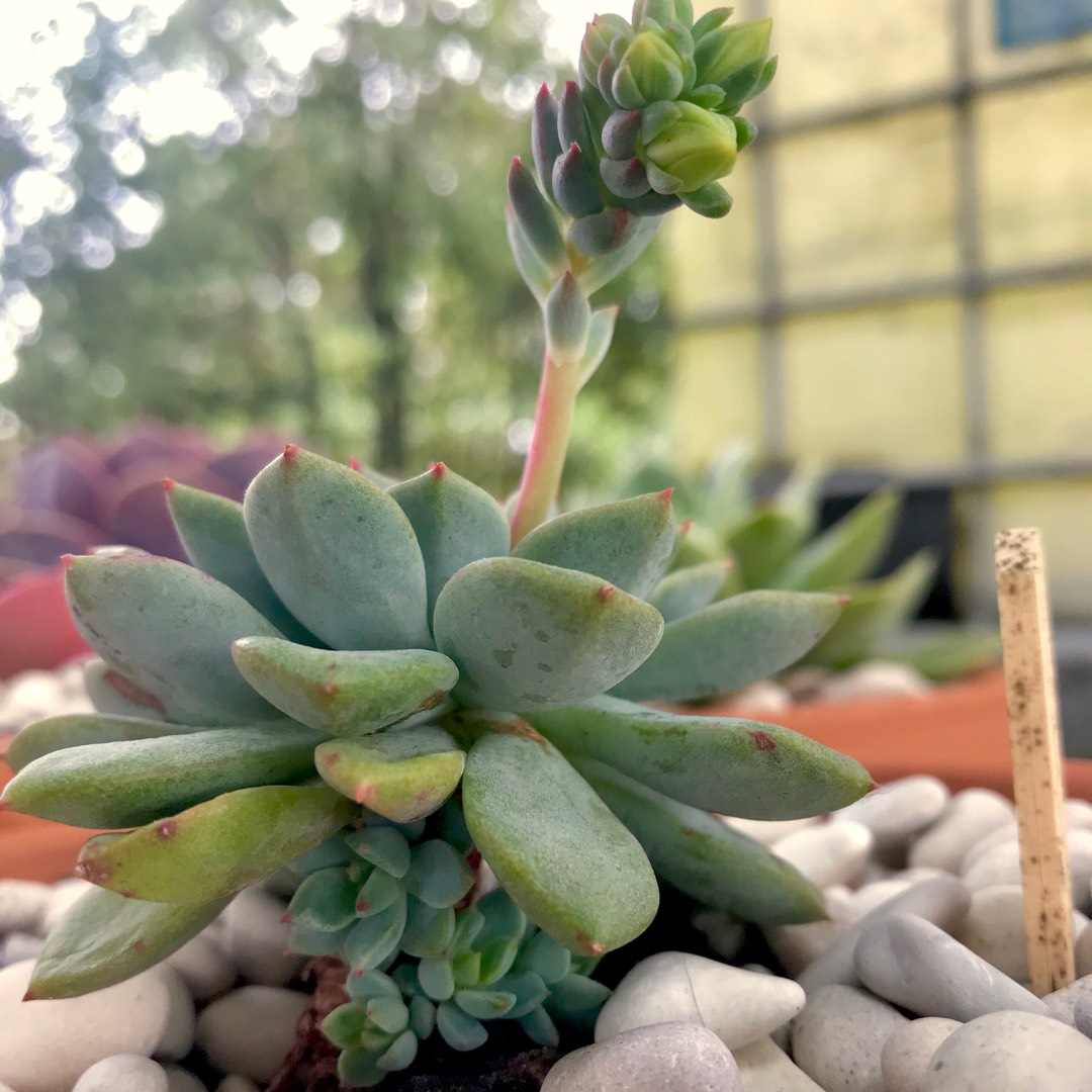 Echeveria Gusto in the GardenTags plant encyclopedia