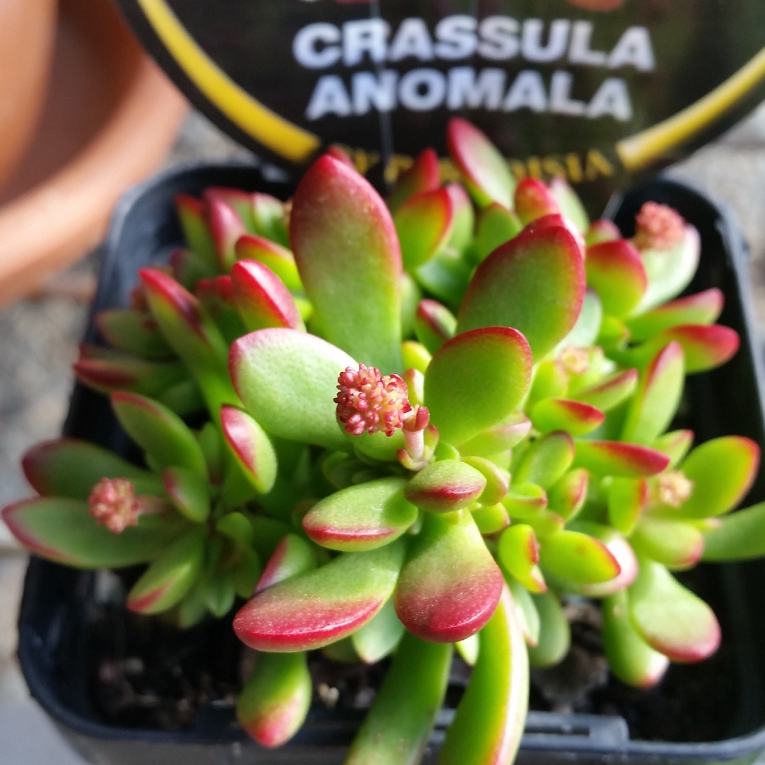 Crassula Anomala in the GardenTags plant encyclopedia