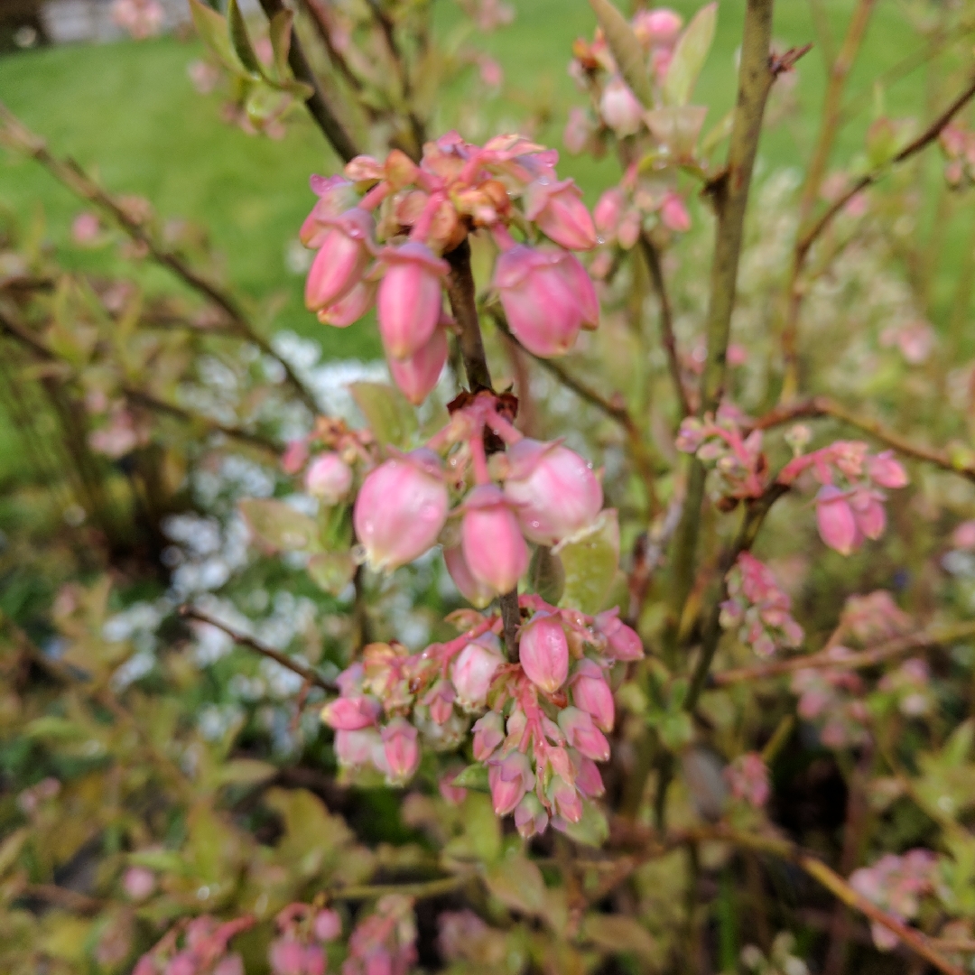 Blueberry Polaris in the GardenTags plant encyclopedia