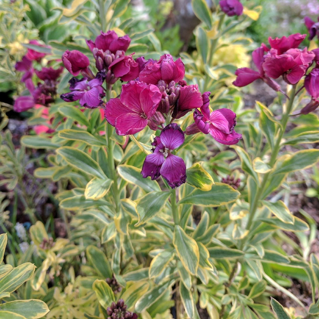 Wallflower Honeyberry in the GardenTags plant encyclopedia