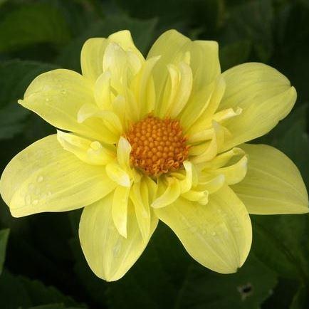 Dahlia Yellow Bird (Collerette) in the GardenTags plant encyclopedia