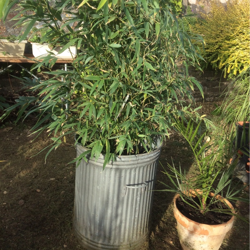 Bamboo in the GardenTags plant encyclopedia