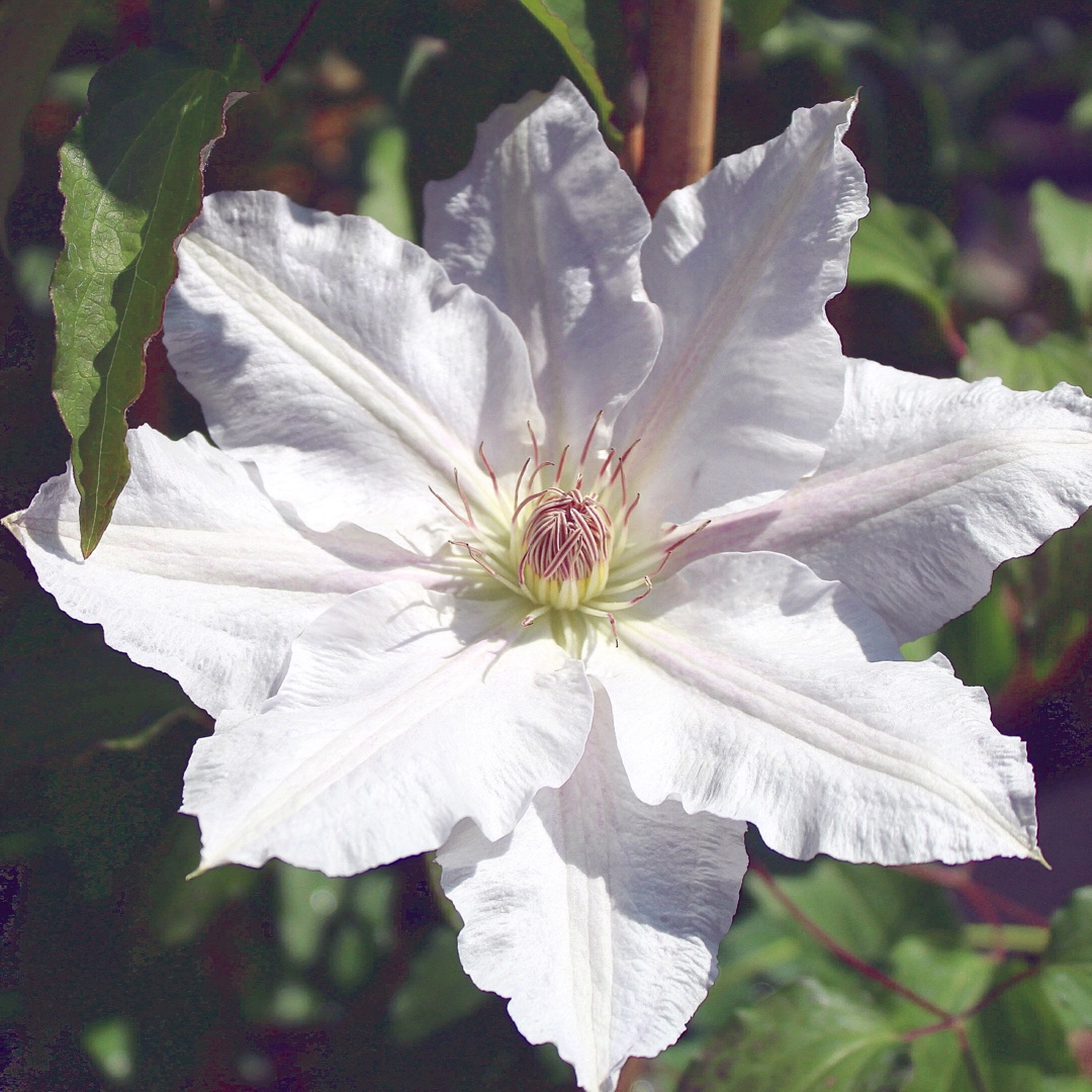 Clematis Hyde Hall in the GardenTags plant encyclopedia