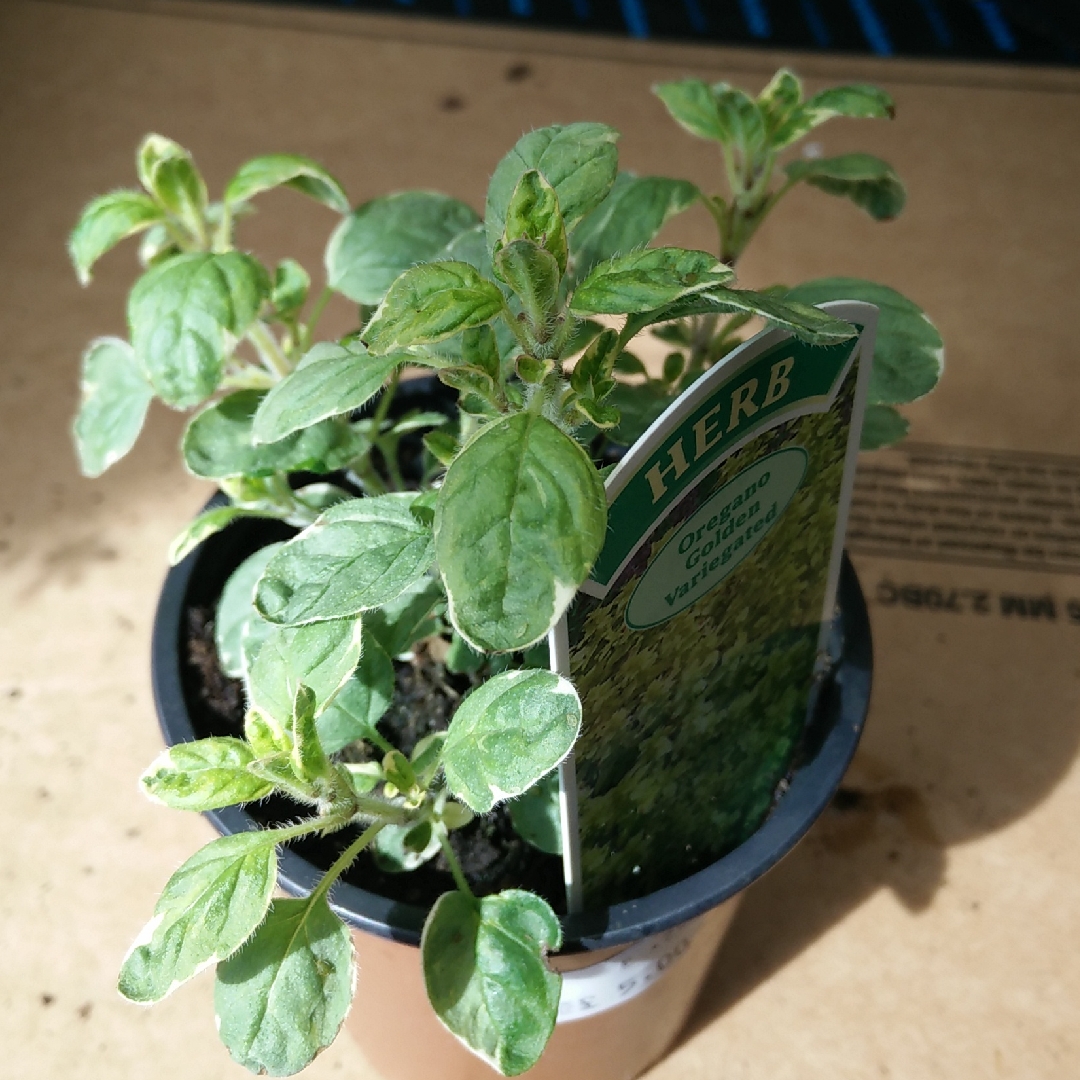 Variegated Golden Oregano in the GardenTags plant encyclopedia