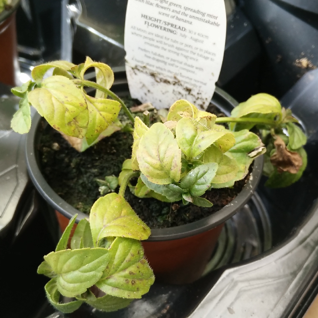 Banana Mint in the GardenTags plant encyclopedia