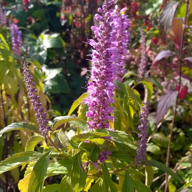 Mint Bush in the GardenTags plant encyclopedia