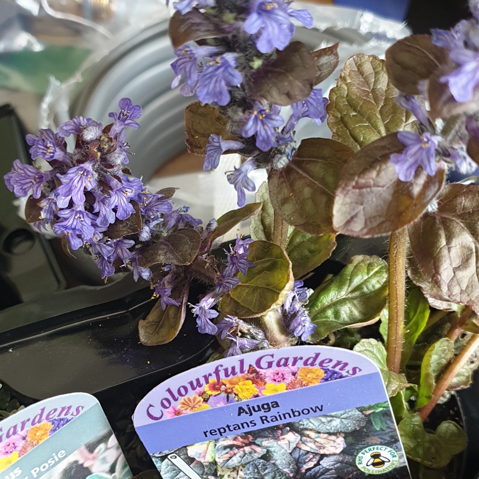 Bugle Rainbow in the GardenTags plant encyclopedia