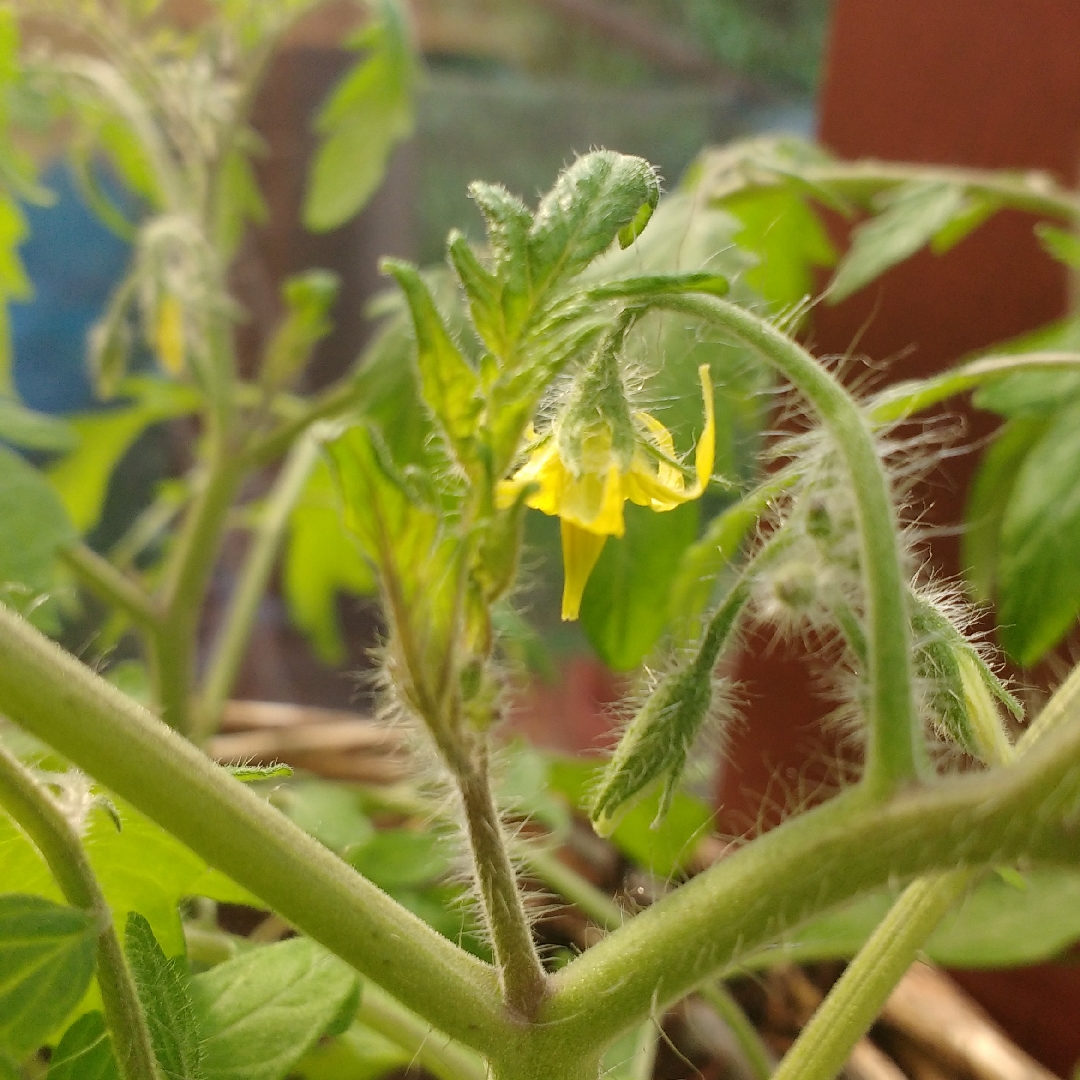 Tomato Tumbling Tom Yellow (Trailing Cherry Tomato) in the GardenTags plant encyclopedia