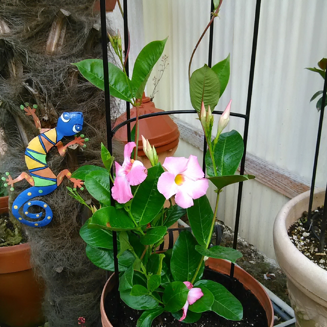 Mandevilla Sun Parasol Giant Pink in the GardenTags plant encyclopedia