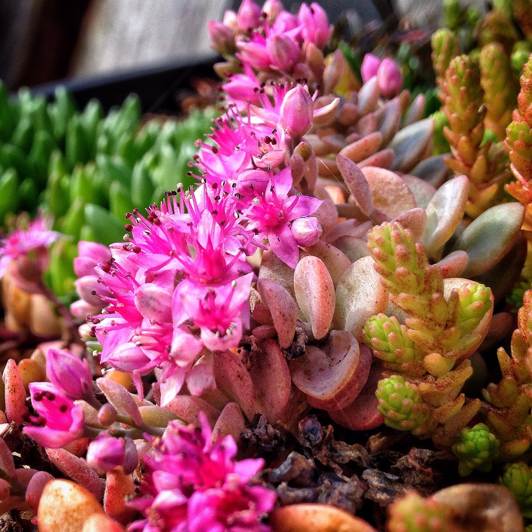 Sedum Sakhalin in the GardenTags plant encyclopedia