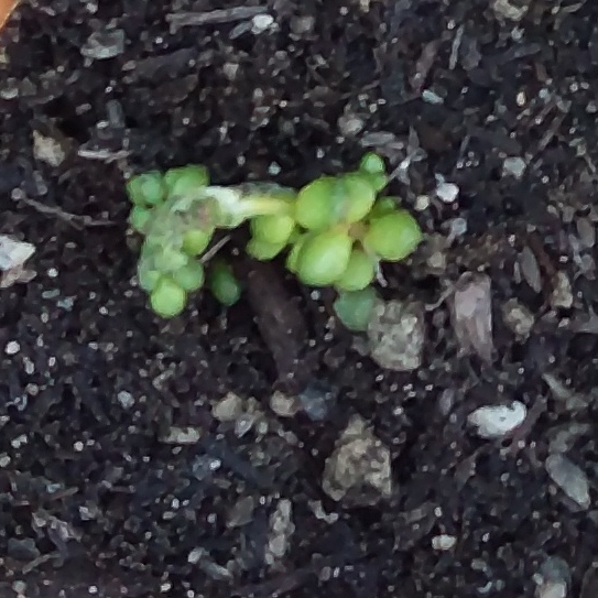 Coral Crassula in the GardenTags plant encyclopedia