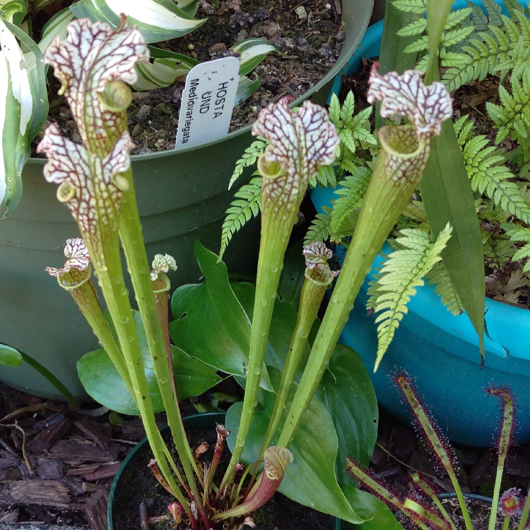 White Leaf Pitcher Plant Tarnok in the GardenTags plant encyclopedia