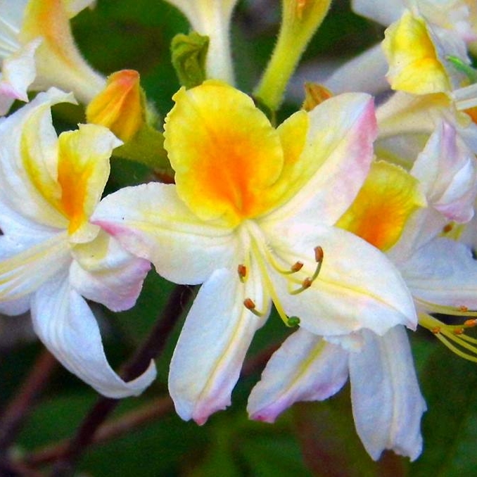 Azalea Northern Hi-lights in the GardenTags plant encyclopedia