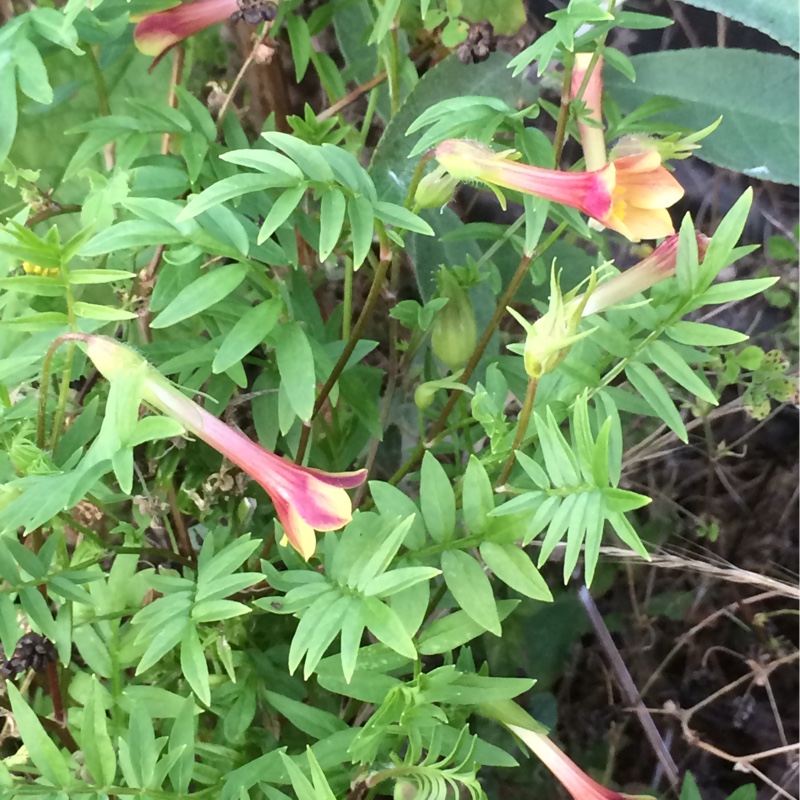 Yellow Jacobs ladder in the GardenTags plant encyclopedia