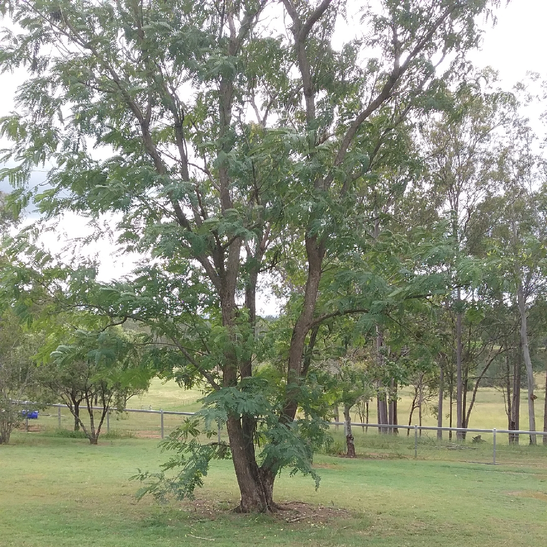 Racehorse Tree in the GardenTags plant encyclopedia