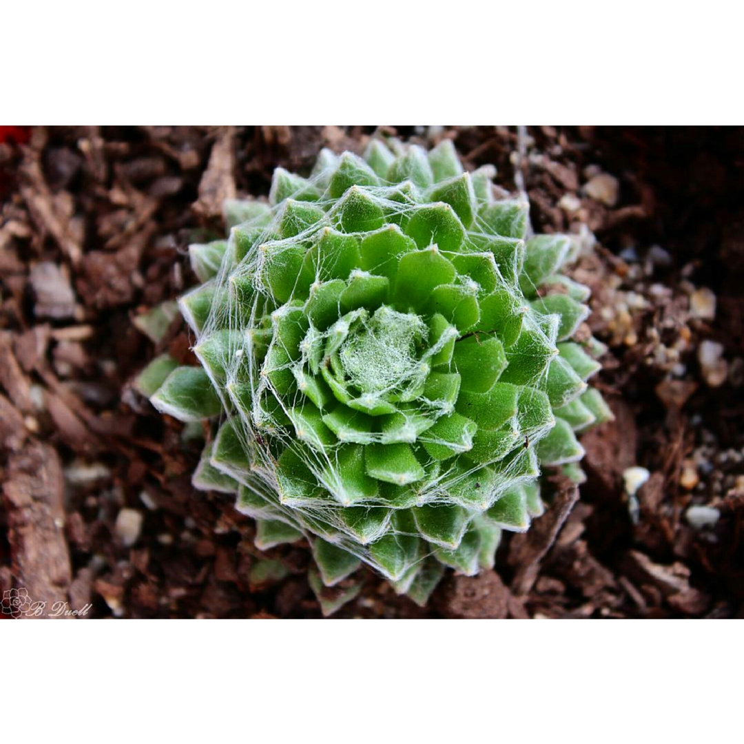 Sempervivum Arachnoideum Cebenese in the GardenTags plant encyclopedia