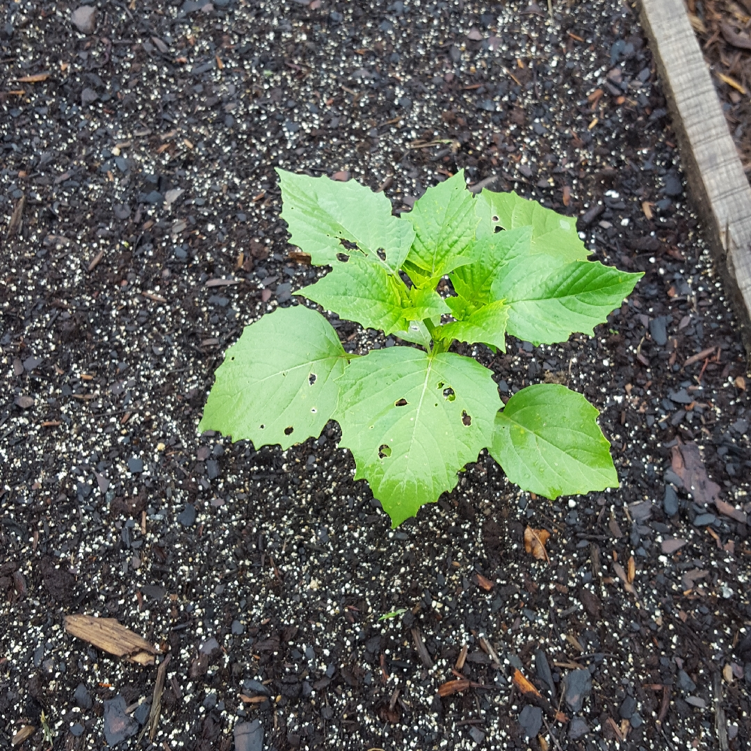 Tomatillo Verde in the GardenTags plant encyclopedia