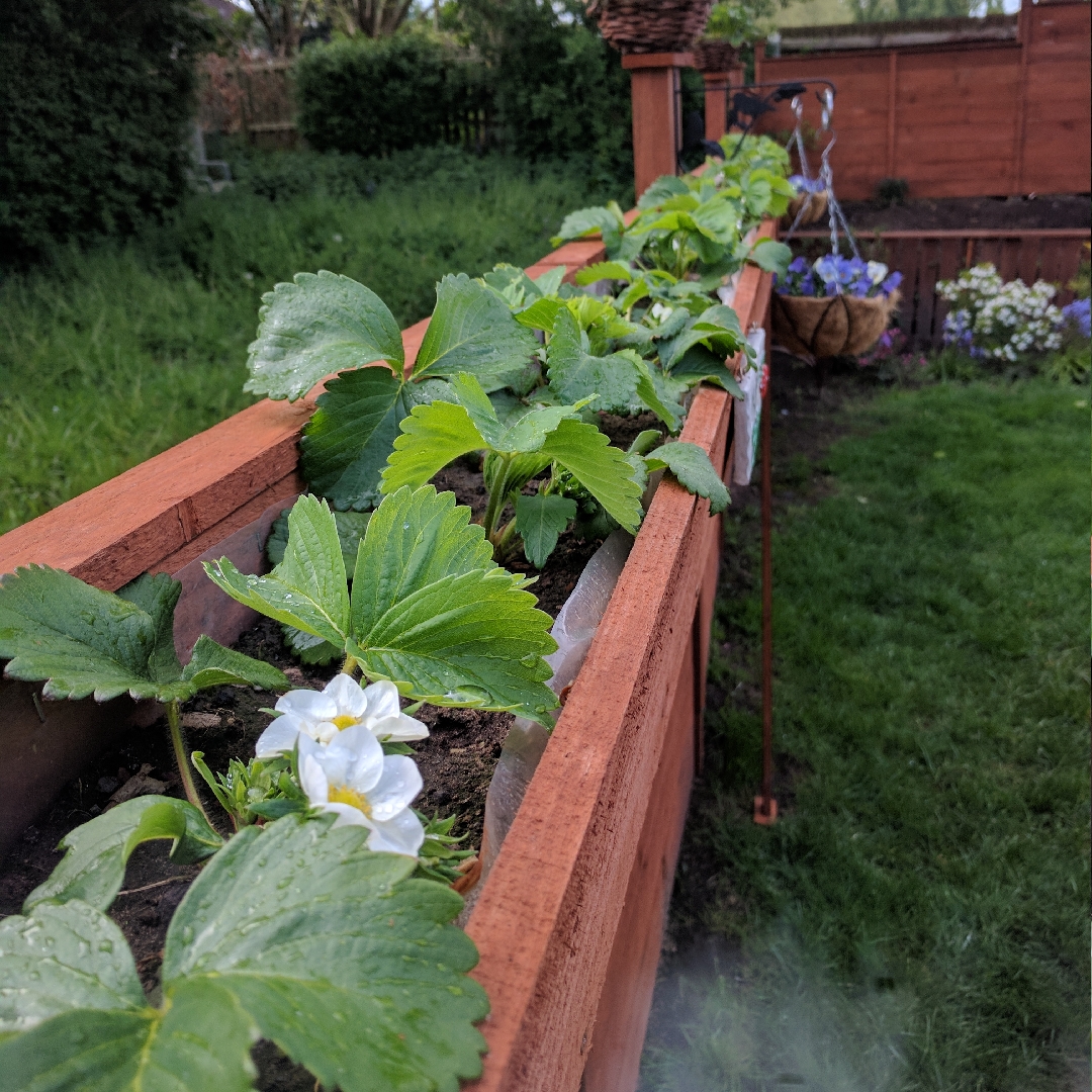 Strawberry Korona in the GardenTags plant encyclopedia