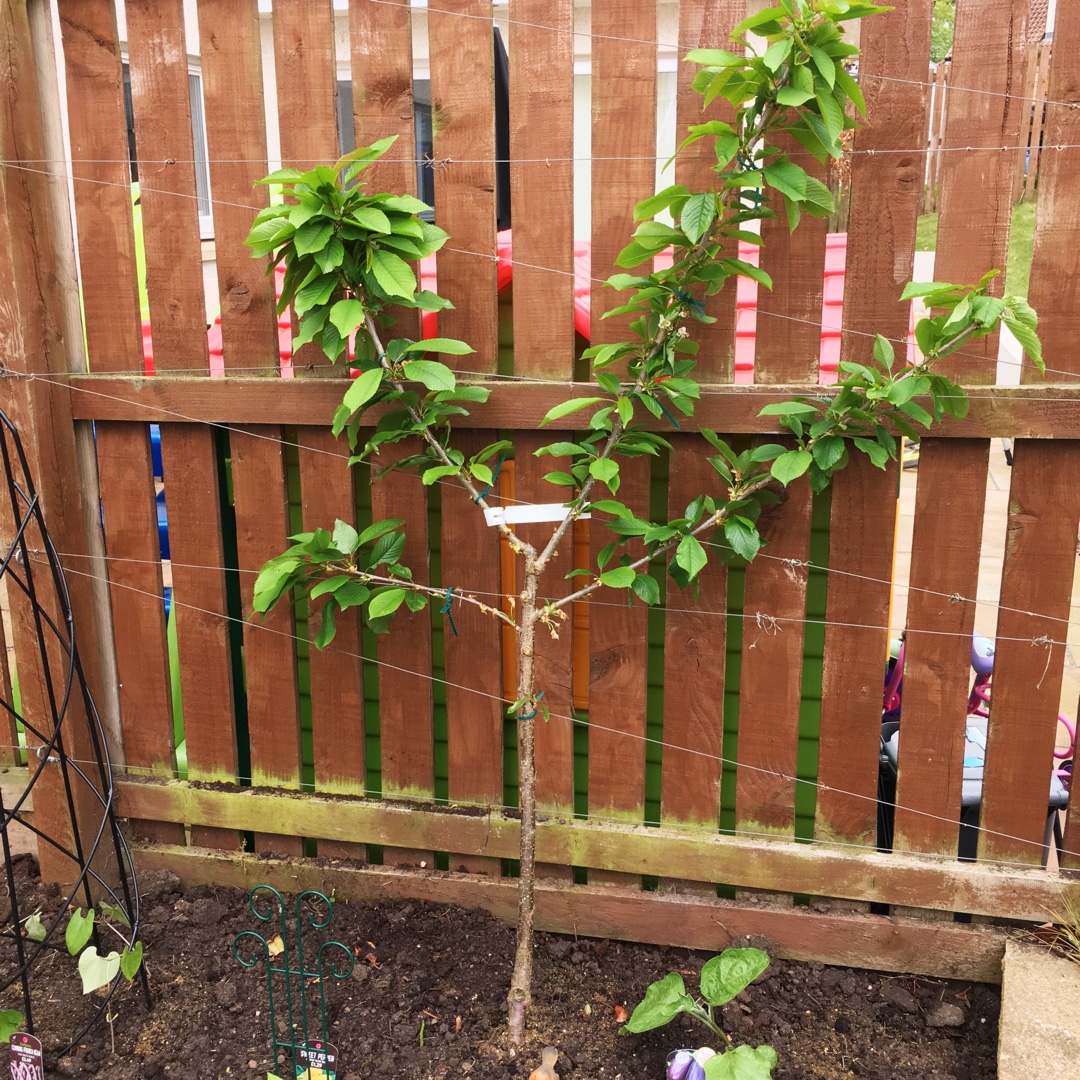 Cherry Tree Penny in the GardenTags plant encyclopedia