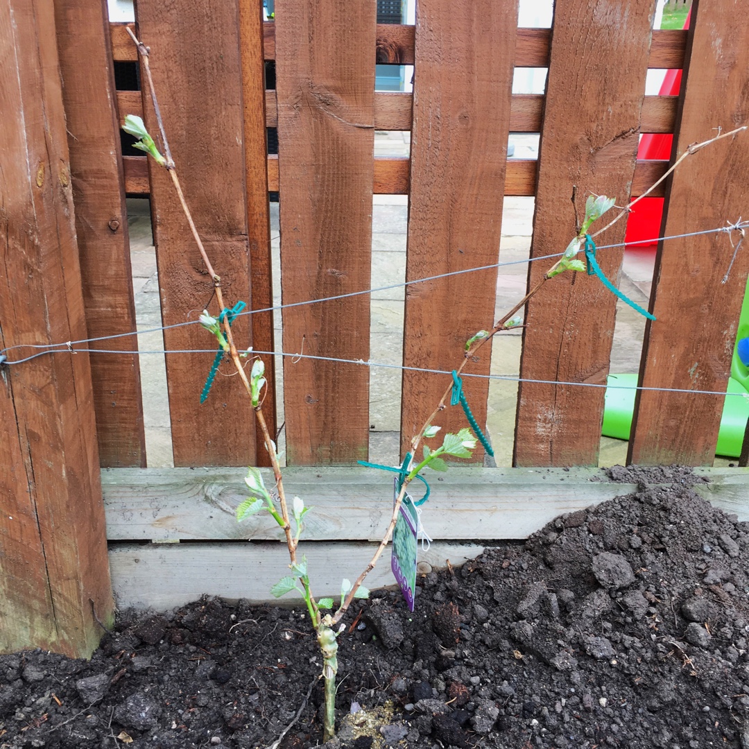 Grape Vine Pinot Blanc in the GardenTags plant encyclopedia