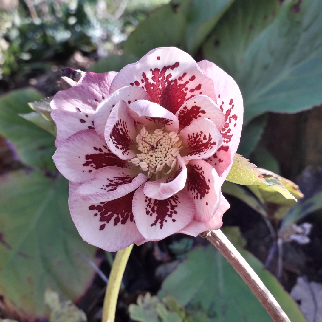 Helleborus X Hybridus 'Double Ellen Pink Spotted' (Double Ellen Series ...