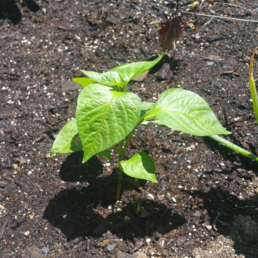 Chilli Brazilian Starfish in the GardenTags plant encyclopedia