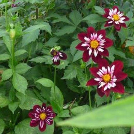 Dahlia Night Butterfly in the GardenTags plant encyclopedia