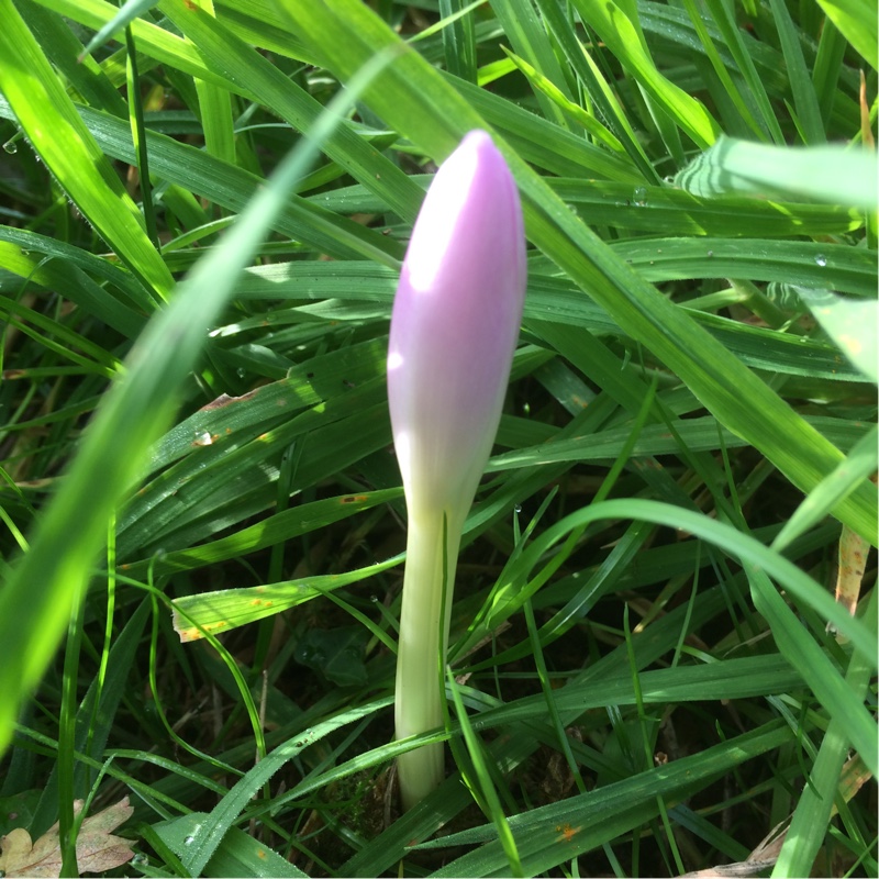 Autumn crocus Dick Trotter in the GardenTags plant encyclopedia