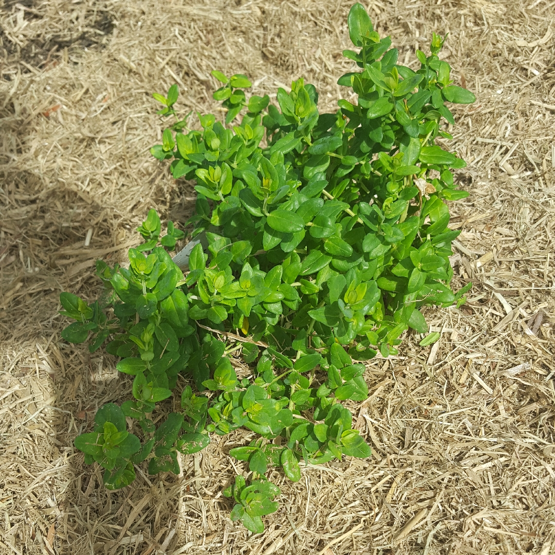 Dwarf Sweet Pea Bush Little Bibi in the GardenTags plant encyclopedia