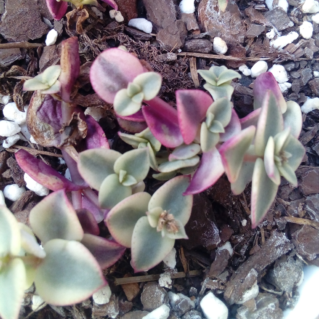 Isabella in the GardenTags plant encyclopedia