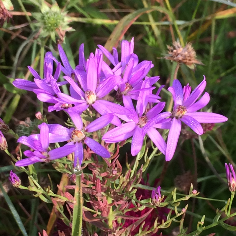 Rhone Aster in the GardenTags plant encyclopedia