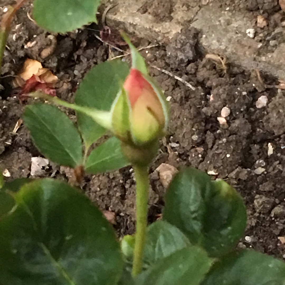 Rose Sandhills Violet in the GardenTags plant encyclopedia