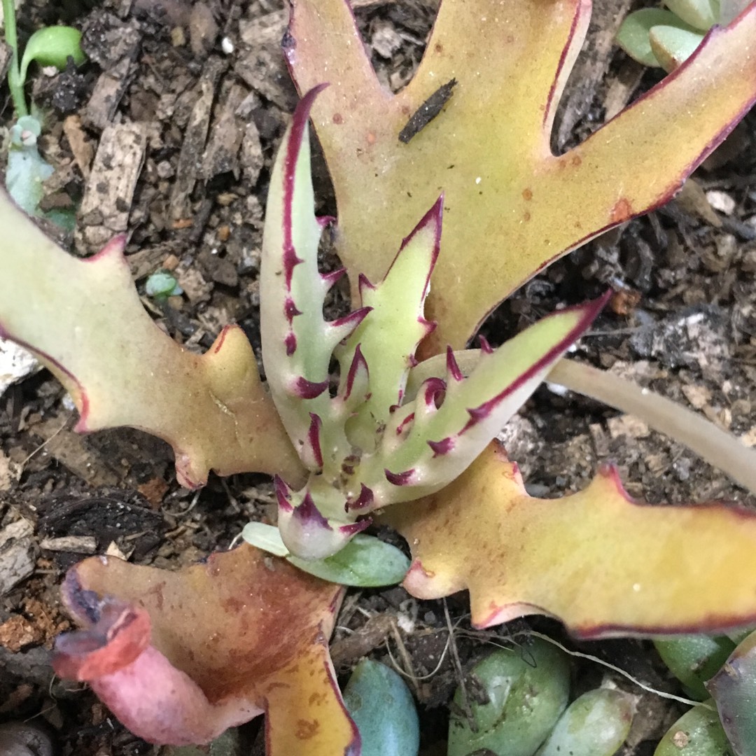 Kalanchoe Synsepala Medusa in the GardenTags plant encyclopedia