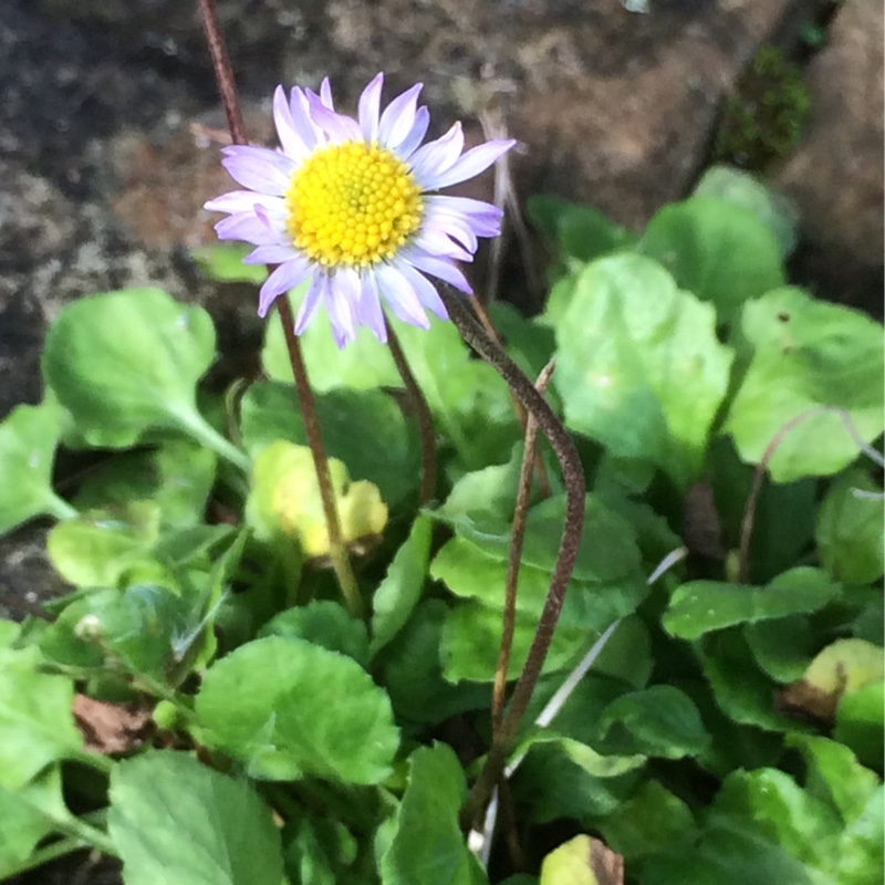 White flowered Blue Daisy in the GardenTags plant encyclopedia