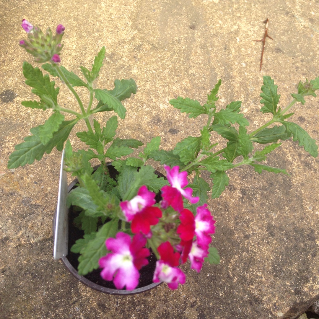 Verbena Wicked Beauty Burgundy in the GardenTags plant encyclopedia