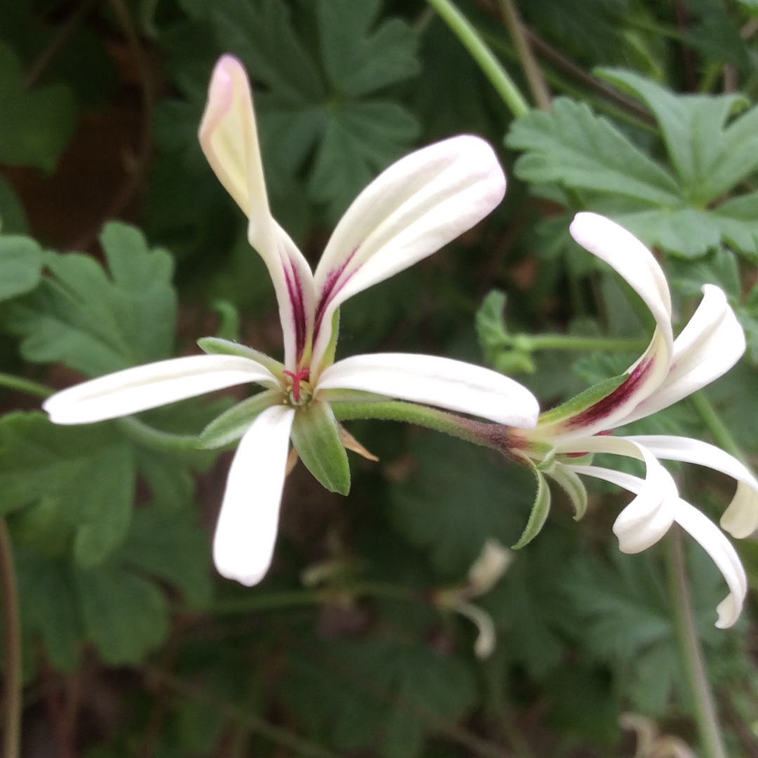 Pelargonium (Species) Brittle Stalked Pelargonium in the GardenTags plant encyclopedia