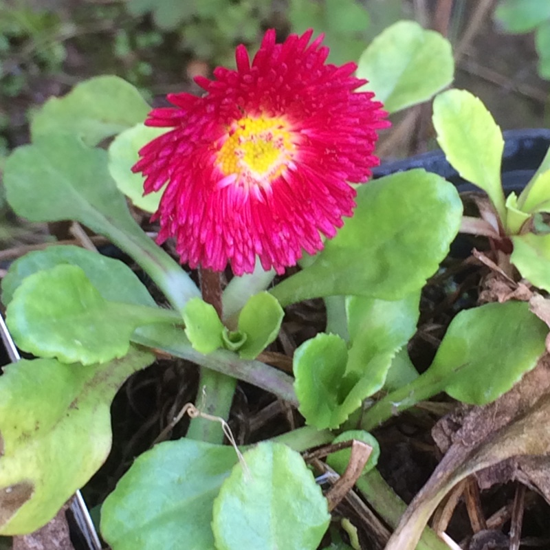 Daisy Big Bob in the GardenTags plant encyclopedia