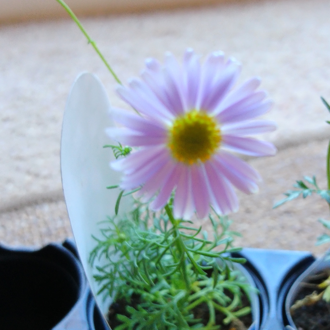 Swan River Daisy Royal Blue in the GardenTags plant encyclopedia