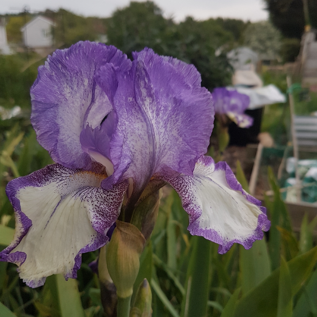 Bearded Iris Dancers Veil (Tall) in the GardenTags plant encyclopedia