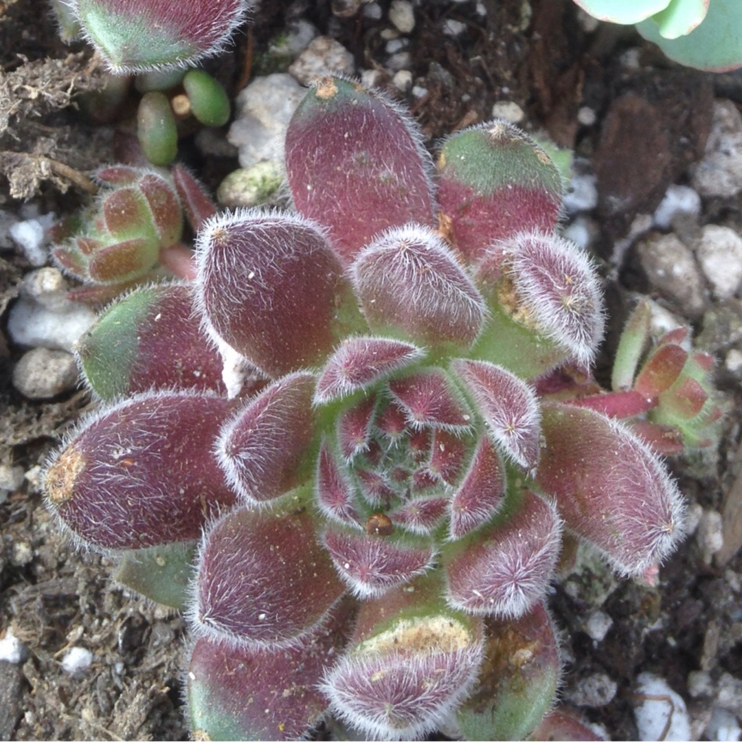 Sempervivum Pacific Rim in the GardenTags plant encyclopedia